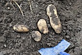 FRESHLY DUG ARRAN PILOT POTATOES