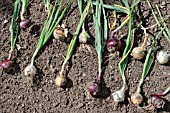 RED BARON, SNOWBALL AND GOLDEN BALL ONIONS PULLED UP AND LEFT ON THE SOIL TO DRY