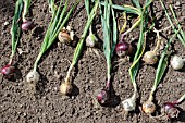 RED BARON, SNOWBALL AND GOLDEN BALL ONIONS PULLED UP AND LEFT ON THE SOIL TO DRY