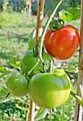 FERLINE F1 HYBRID TOMATOES RIPENING OUTDOORS