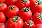 FERLINE F1 HYBRID TOMATOES