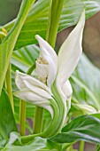 FASCIATION OCCURING ON SPATHIPHYLLUM