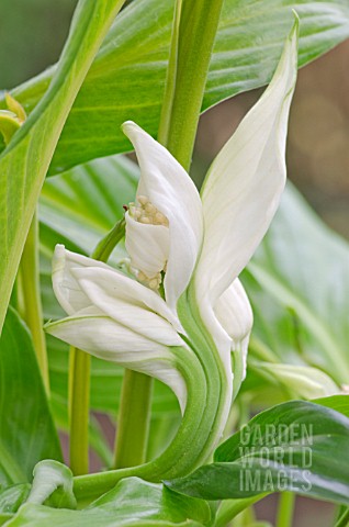 FASCIATION_OCCURING_ON_SPATHIPHYLLUM