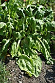 SPINACH WILTING IN HOT WEATHER.