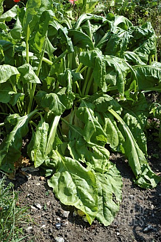 SPINACH_WILTING_IN_HOT_WEATHER