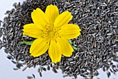 GUIZOTIA ABYSSINICA, NIGER SEEDS AND FLOWER