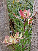 LEUCADENDRON SAFARI SUNSET