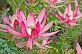 LEUCADENDRON SAFARI SUNSET