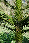 ARAUCARIA ARAUCANA