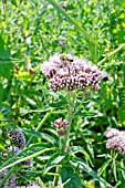 HOVERFLY ON A FLOWER OF EUPATORIUM CANNABINUM, HEMP AGRIMONY