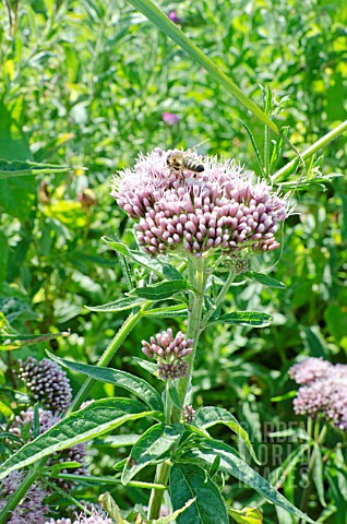 HOVERFLY_ON_A_FLOWER_OF_EUPATORIUM_CANNABINUM_HEMP_AGRIMONY