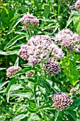 EUPATORIUM CANNABINUM, HEMP AGRIMONY