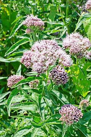 EUPATORIUM_CANNABINUM_HEMP_AGRIMONY