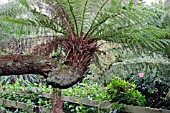 DICKSONIA ANTARCTICA, AUSTRALIAN TREE FERN, GROWING OVER A WALKWAY