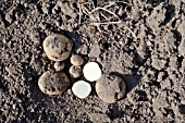 FRESHLY DUG ARRAN PILOT POTATOES