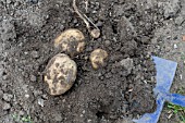 FRESHLY DUG ROCKET POTATOES