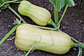 CUCURBITA MOSCHATA, BUTTERNUT SQUASH