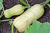 CUCURBITA MOSCHATA, BUTTERNUT SQUASH