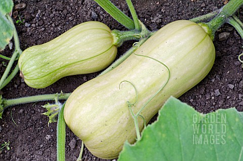 CUCURBITA_MOSCHATA_BUTTERNUT_SQUASH