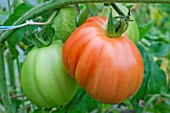 TOMATOES RIPENING