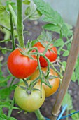 MONEYMAKER TOMATOES RIPENING