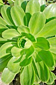 AEONIUM