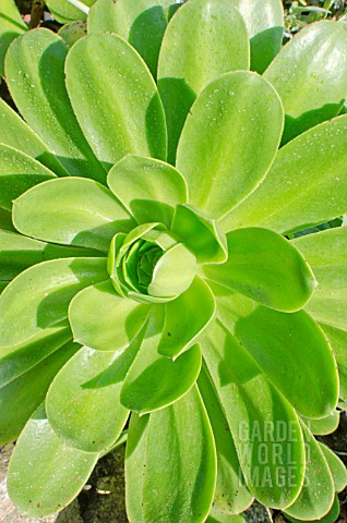 AEONIUM