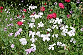 AGROSTEMMA OCEAN PEARL AND PAPAVER SOMNIFERUM