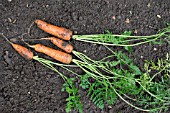 FRESHLY DUG UP CARROT FLY AWAY F1 HYBRID