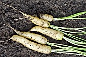 FRESHLY DUG UP CARROT WHITE SATIN F1 HYBRID