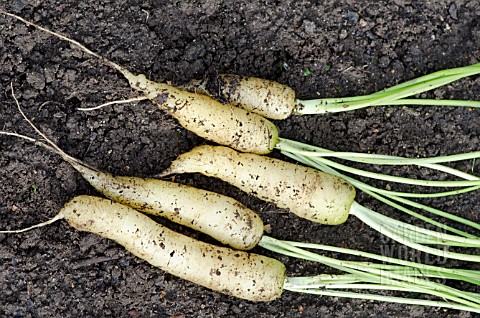 FRESHLY_DUG_UP_CARROT_WHITE_SATIN_F1_HYBRID