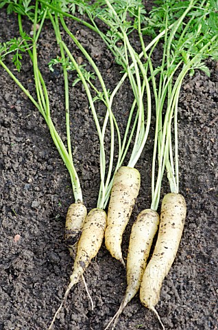 FRESHLY_DUG_UP_CARROT_WHITE_SATIN_F1_HYBRID