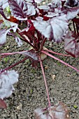 SALAD LEAVES BEET BULLS BLOOD SOLDIER, BETA VULGARIS