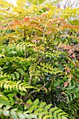 MAHONIA IN AUTUMN