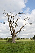 DEAD ENGLISH OAK TREE, QUERCUS ROBUR, IN A FIELD