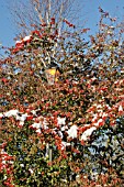 SNOW ON BRANCHES AND BERRIES OF SORBUS SARGENTII