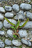 ASPLENIUM SCOLOPENDRIUM FERN, GROWING IN A WALL