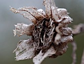 CAMPANULA MEDIUM SEEDHEAD