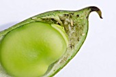 MAGGOTS IN BROAD BEAN POD