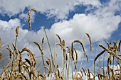 TRITICUM AESTIVUM, WHEAT