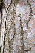 TREE TRUNK OF THE PINUS PINASTER