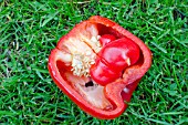 PARTHENOCARPY IN A SWEET PEPPER
