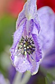 ACONITUM