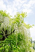 WISTERIA FLORIBUNDA ALBA