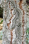 TRUNK OF THE CORK OAK, QUERCUS SUBER