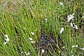 ERIOPHORUM ANGUSTIFOLIUM, COMMON COTTONGRASS, GROWING IN THE WILD