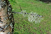 CLADONIA LICHEN GROWING ON A SIVER BIRCH TWIG