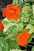 TROPAEOLUM MAJUS ORANGE TROIKA