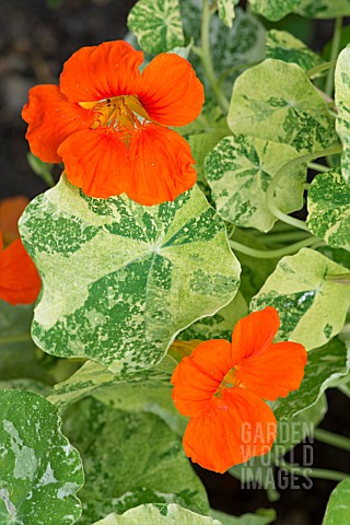 TROPAEOLUM_MAJUS_ORANGE_TROIKA