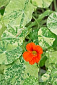 TROPAEOLUM MAJUS ORANGE TROIKA